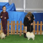 Wystawa psów, hala rsc, Lubin, 10.01 (143)