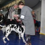 Wystawa psów, hala rsc, Lubin, 10.01 (147)