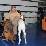 Wystawa psów, hala rsc, Lubin, 10.01 (151)