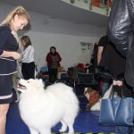 Wystawa psów, hala rsc, Lubin, 10.01 (34)