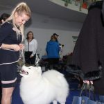 Wystawa psów, hala rsc, Lubin, 10.01 (35)