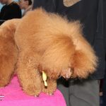 Wystawa psów, hala rsc, Lubin, 10.01 (47)