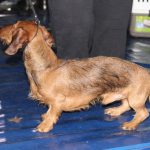 Wystawa psów, hala rsc, Lubin, 10.01 (59)