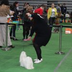 Wystawa psów, hala rsc, Lubin, 10.01 (83)