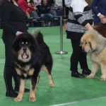 Wystawa psów, hala rsc, Lubin, 10.01 (84)