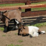 kozy karłowate, narodziny, bocian, łabędzie, zoo, 2020 (4)