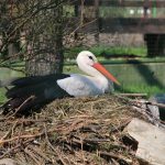 kozy karłowate, narodziny, bocian, łabędzie, zoo, 2020 (6)