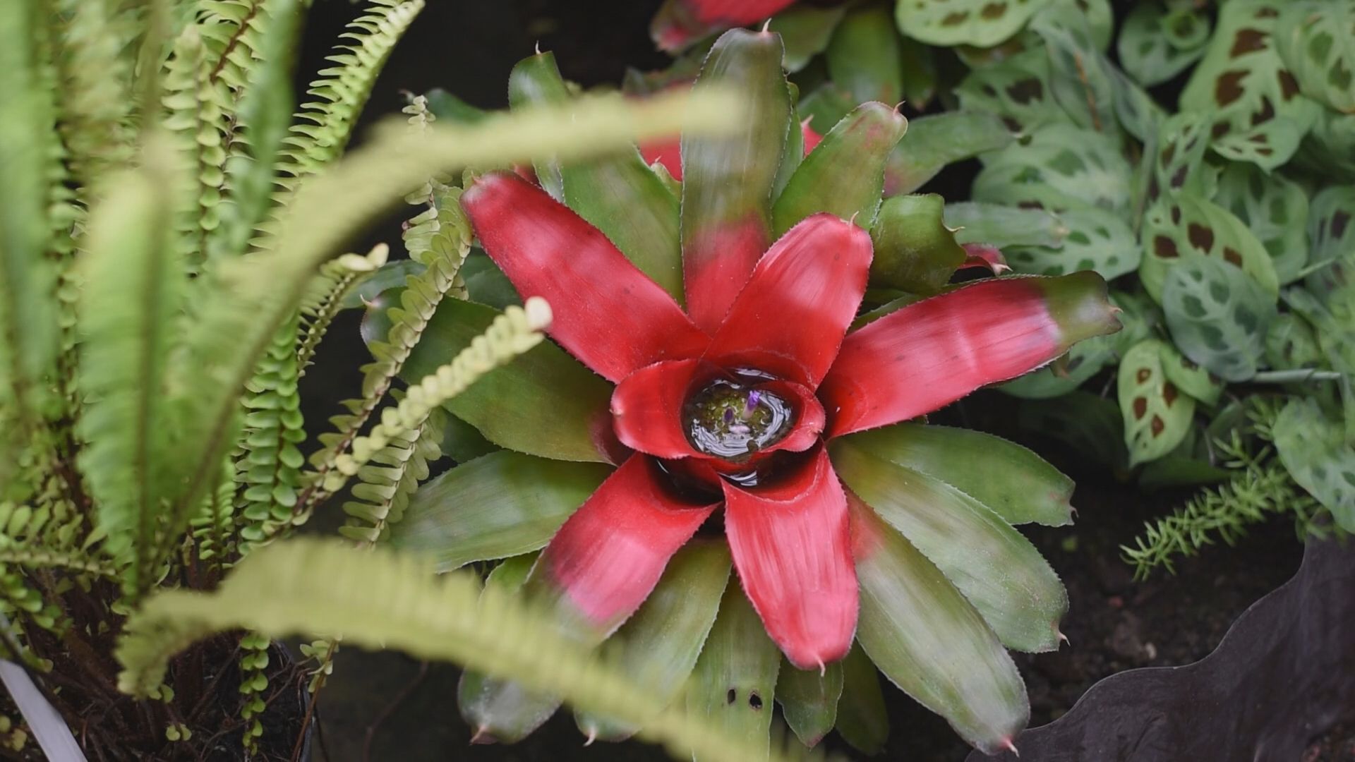 Jak zostać terytorialsem?