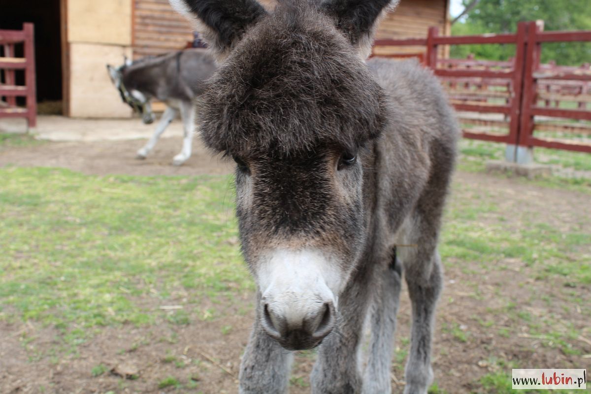 Osiołek ma już imię