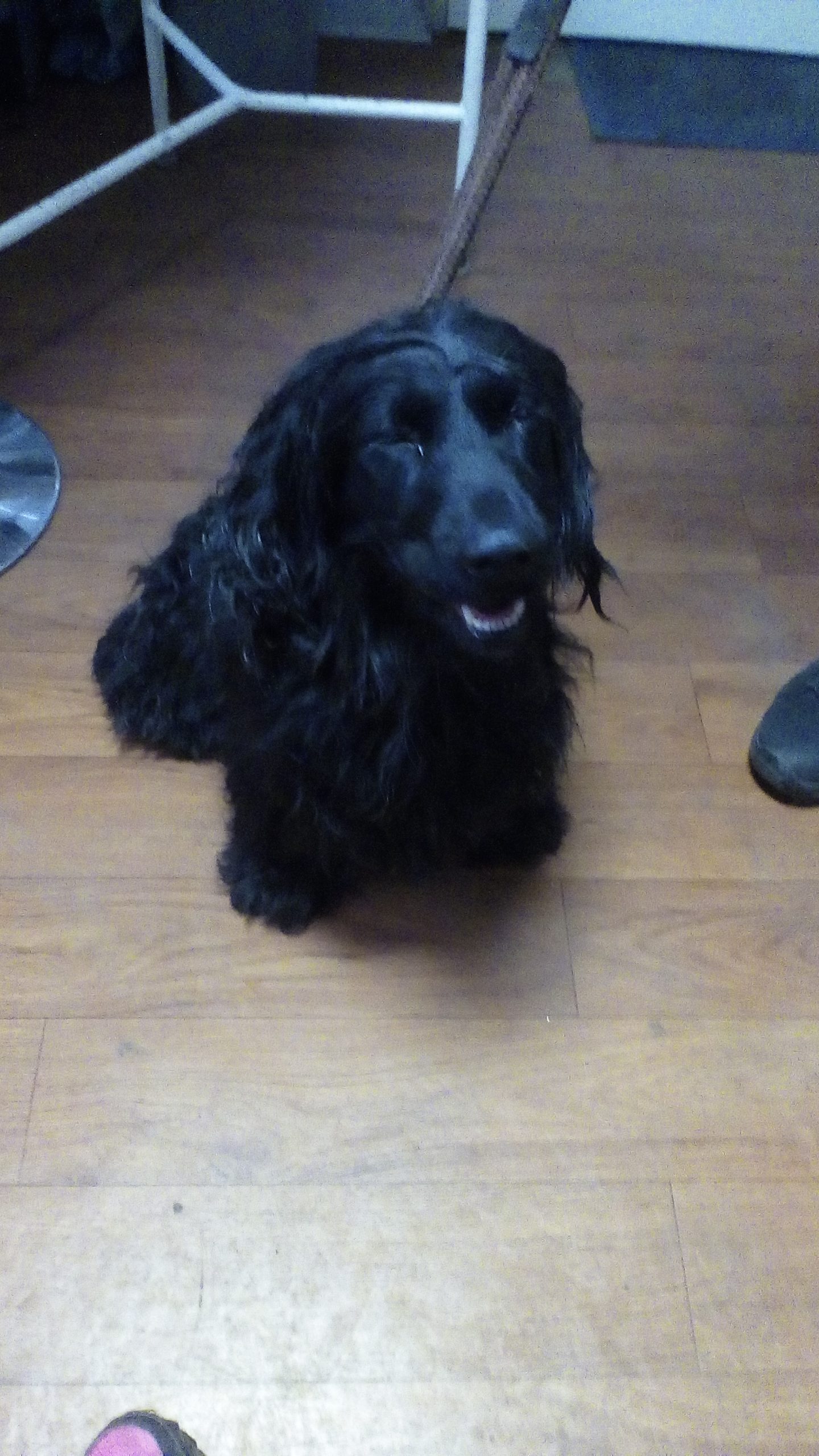 Podział punktów polkowiczan z Lechem