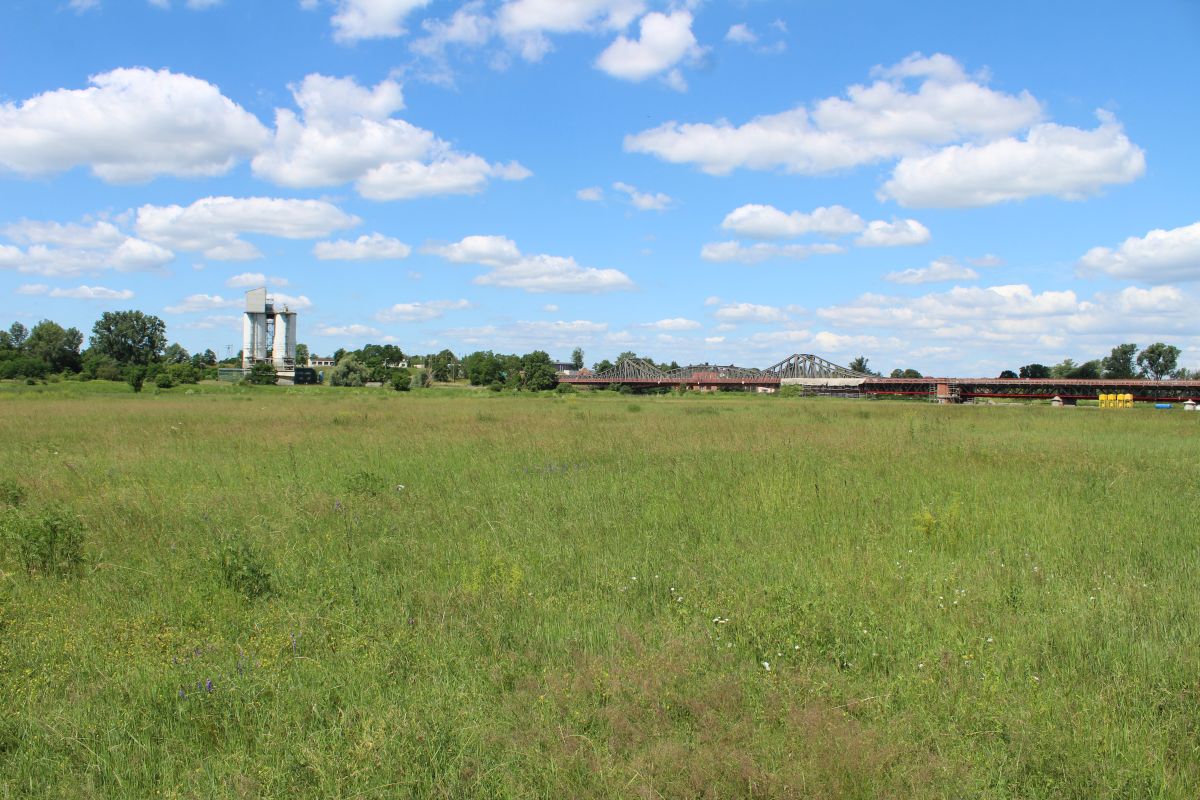 Odra w Scinawie, 23.06 (8)