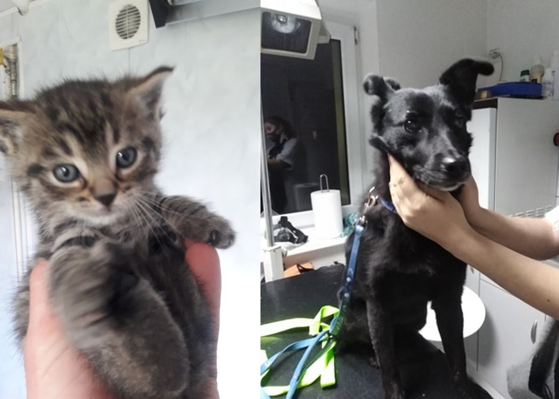 Potrzebują nowych domów