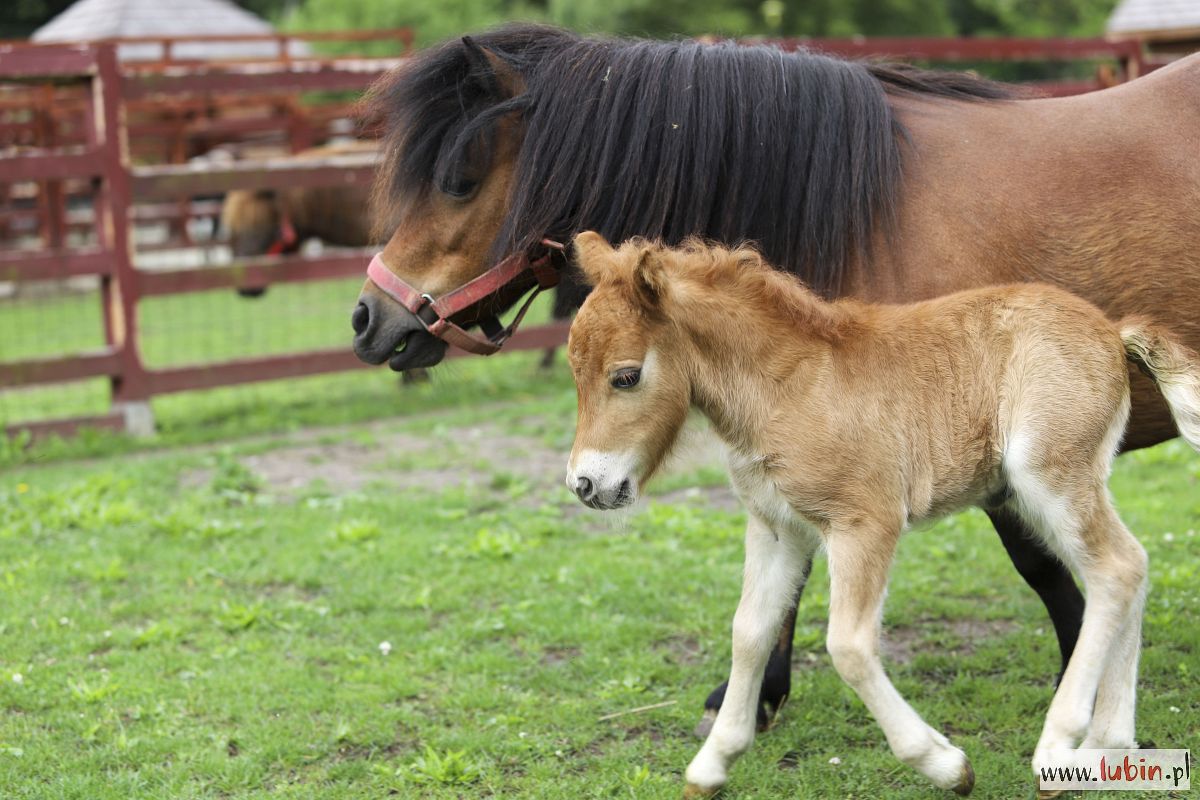Do wyboru jedno z czterech – szukają imienia dla kuca