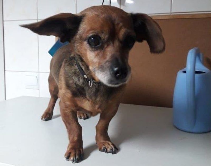 Znaleziono psa, czy ktoś go szuka?