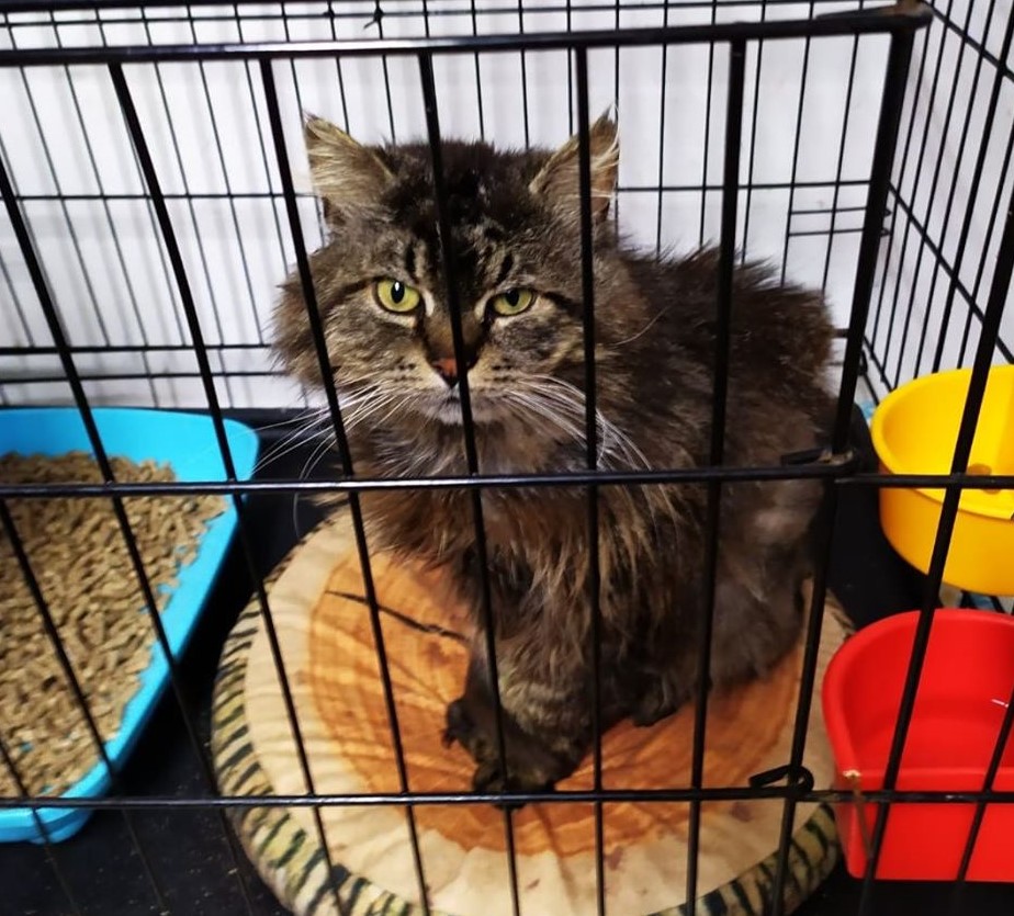 Pies i koty potrzebują nowych domów