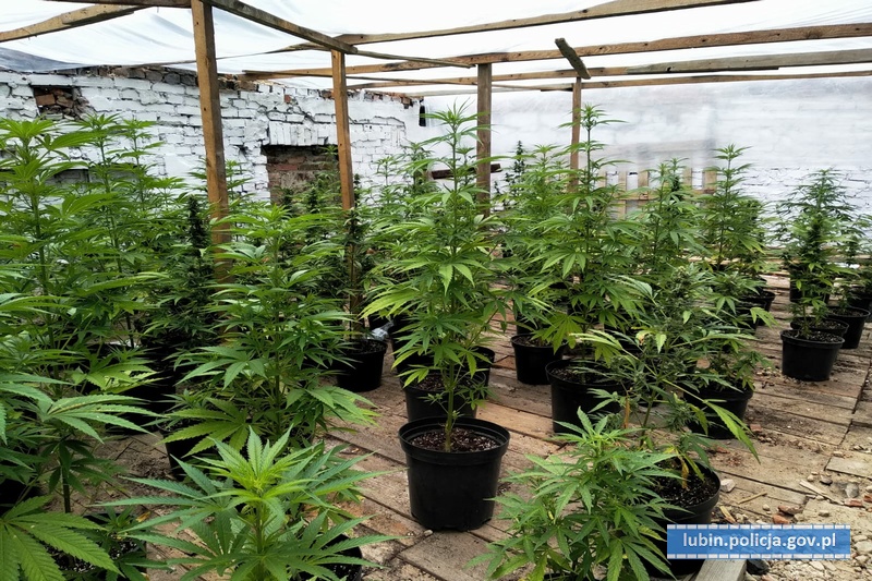 Uprawiali konopie indyjskie na poddaszu