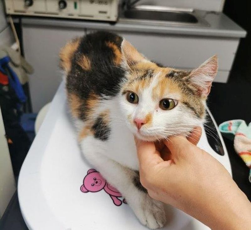 Koty czekają na swoich właścicieli