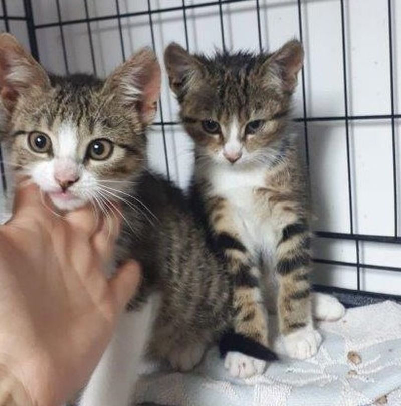 Potrzebują nowych domów