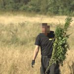 marihuana, policja, Kębłów, 2020 (2)