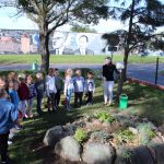 sadzenie żonkili, 05.10 (10)