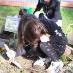 sadzenie żonkili, 05.10 (37)