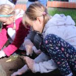 sadzenie żonkili, 05.10 (40)