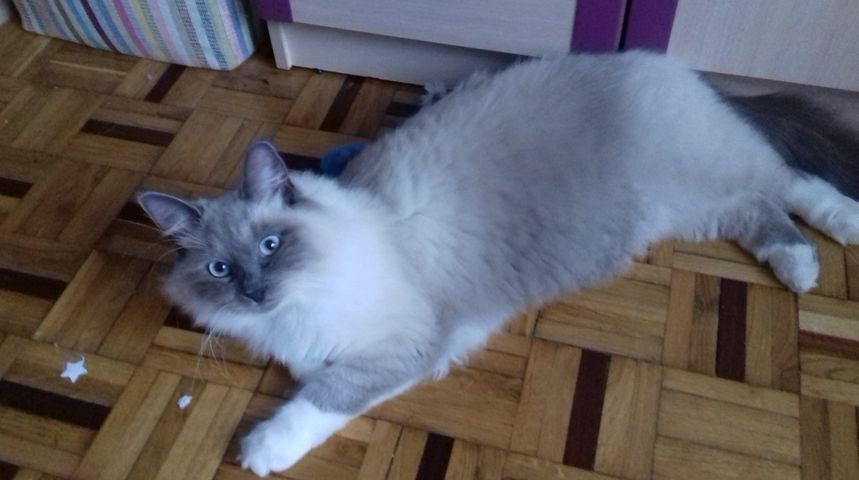 Dla znalazcy wyznaczono nagrodę. Zaginął kot Axel