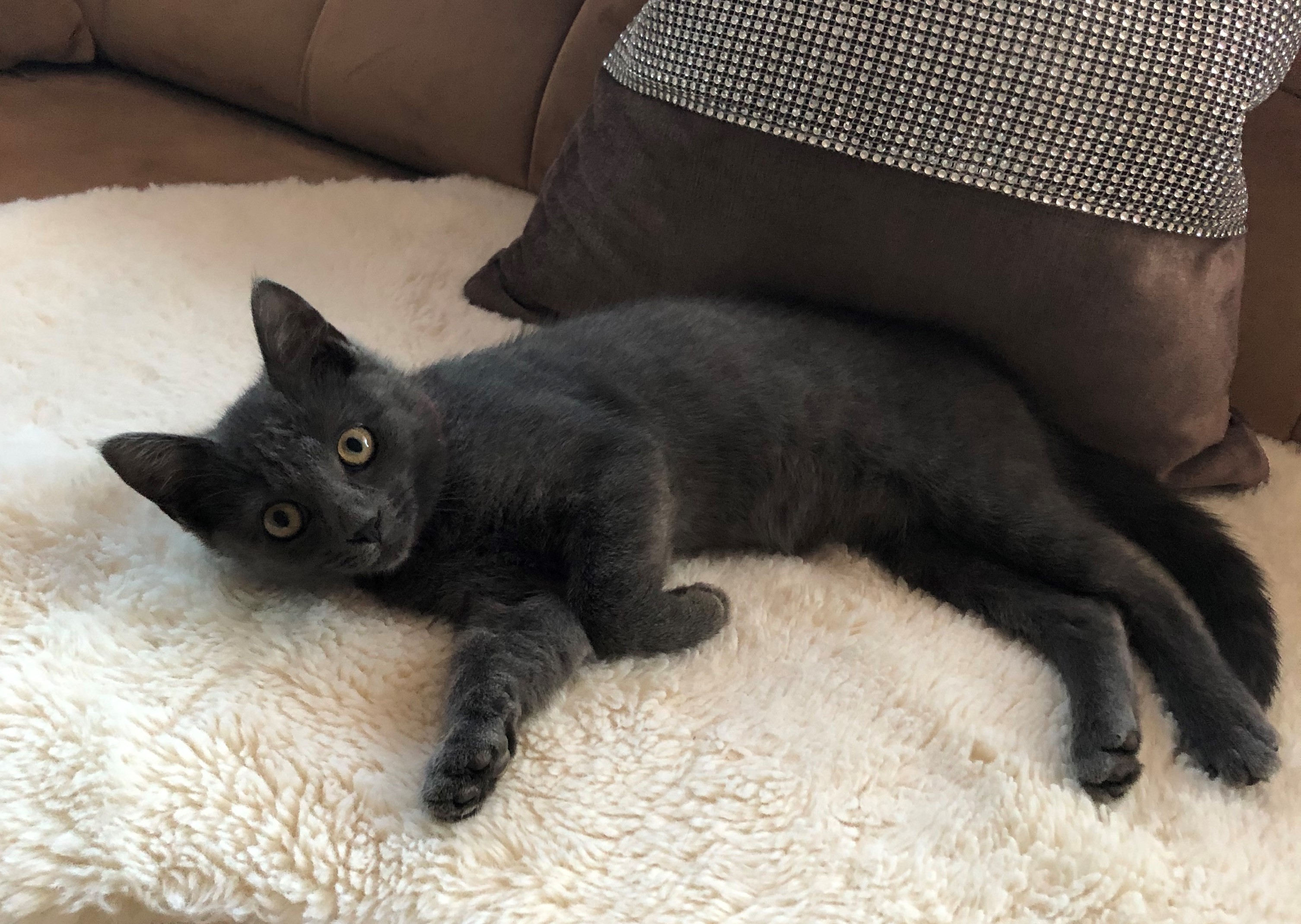 Zaginęła kotka, czy ktoś ją widział?