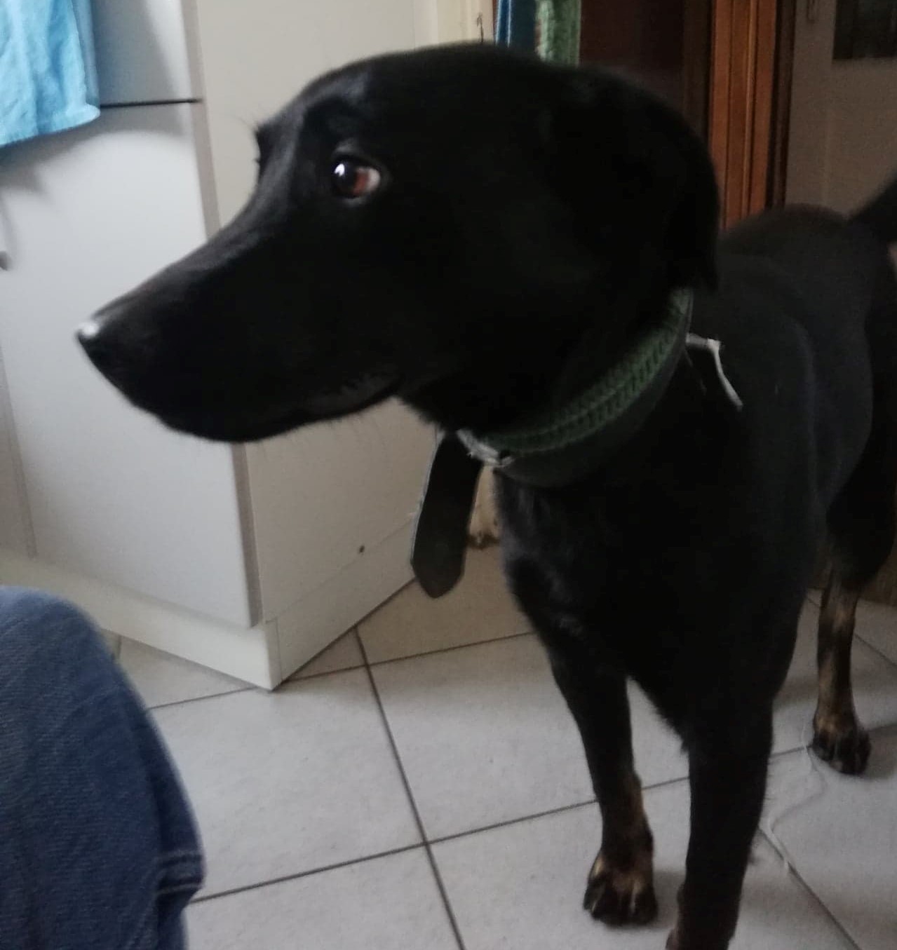 Pies czeka na swojego właściciela