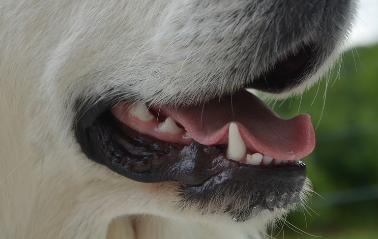 Mastif tybetański pogryzł lubiniankę