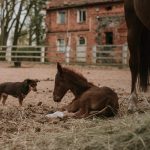 142287699_267558188047945_8150389830398260226_o