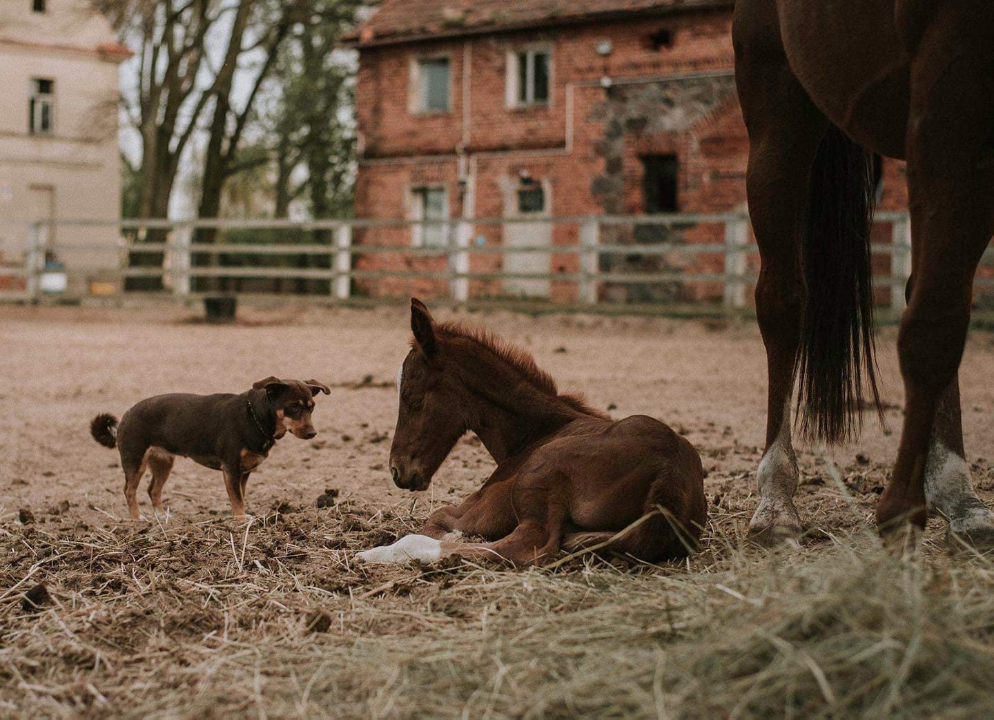 Wesprzyj poszkodowane zwierzęta