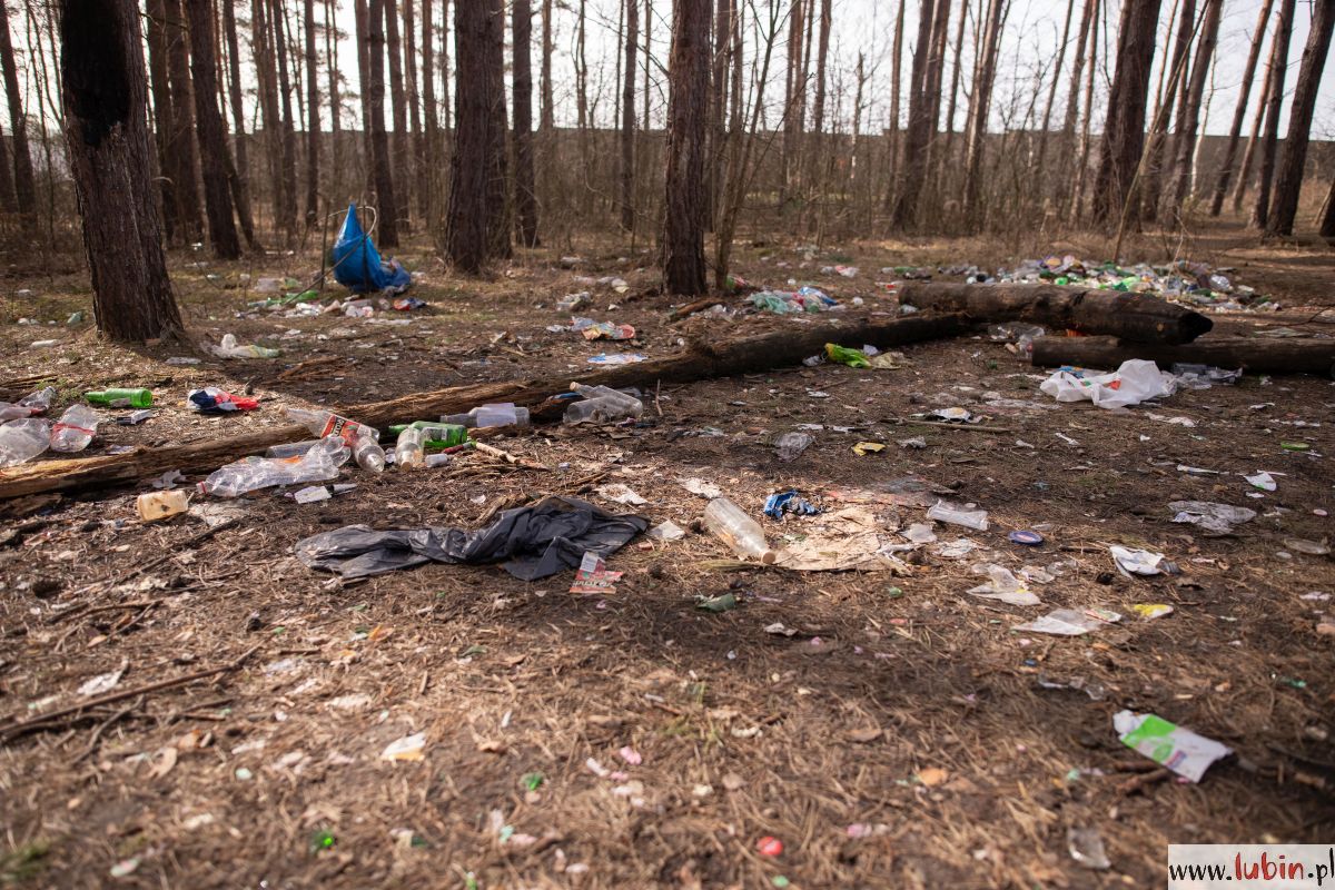 lasek, śmieci (5)