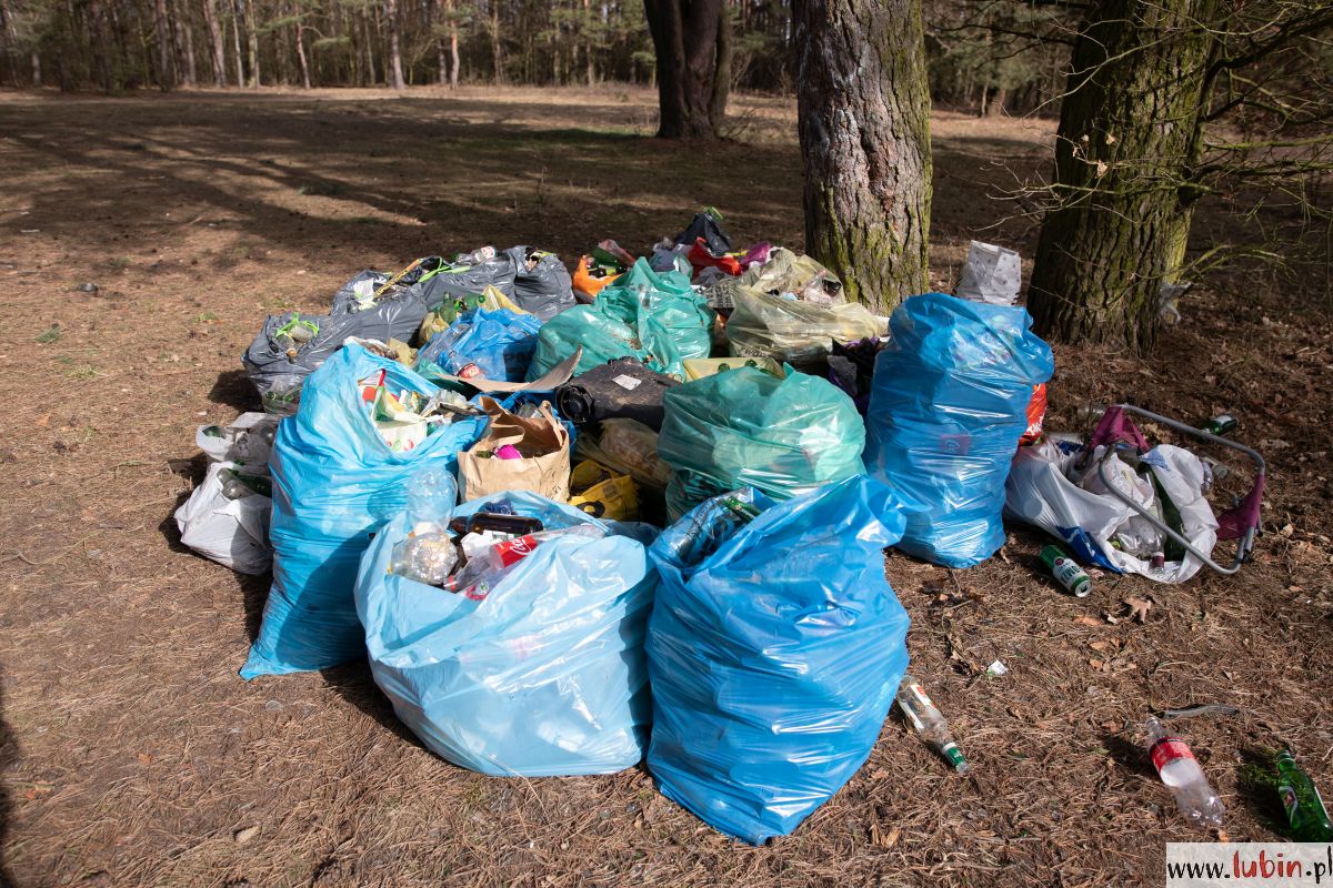 lasek, śmieci (7)