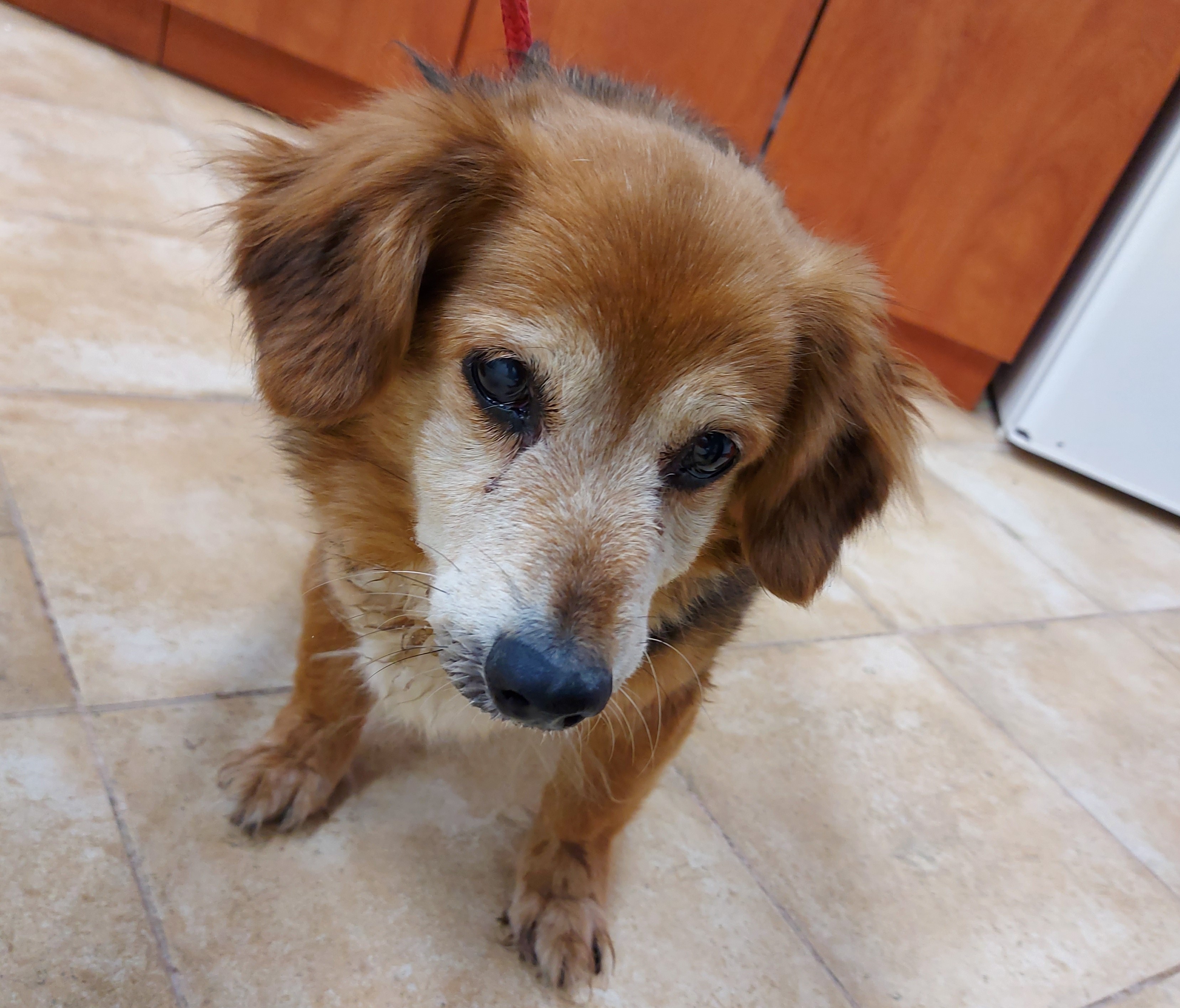 Uwaga, suczka szuka właściciela