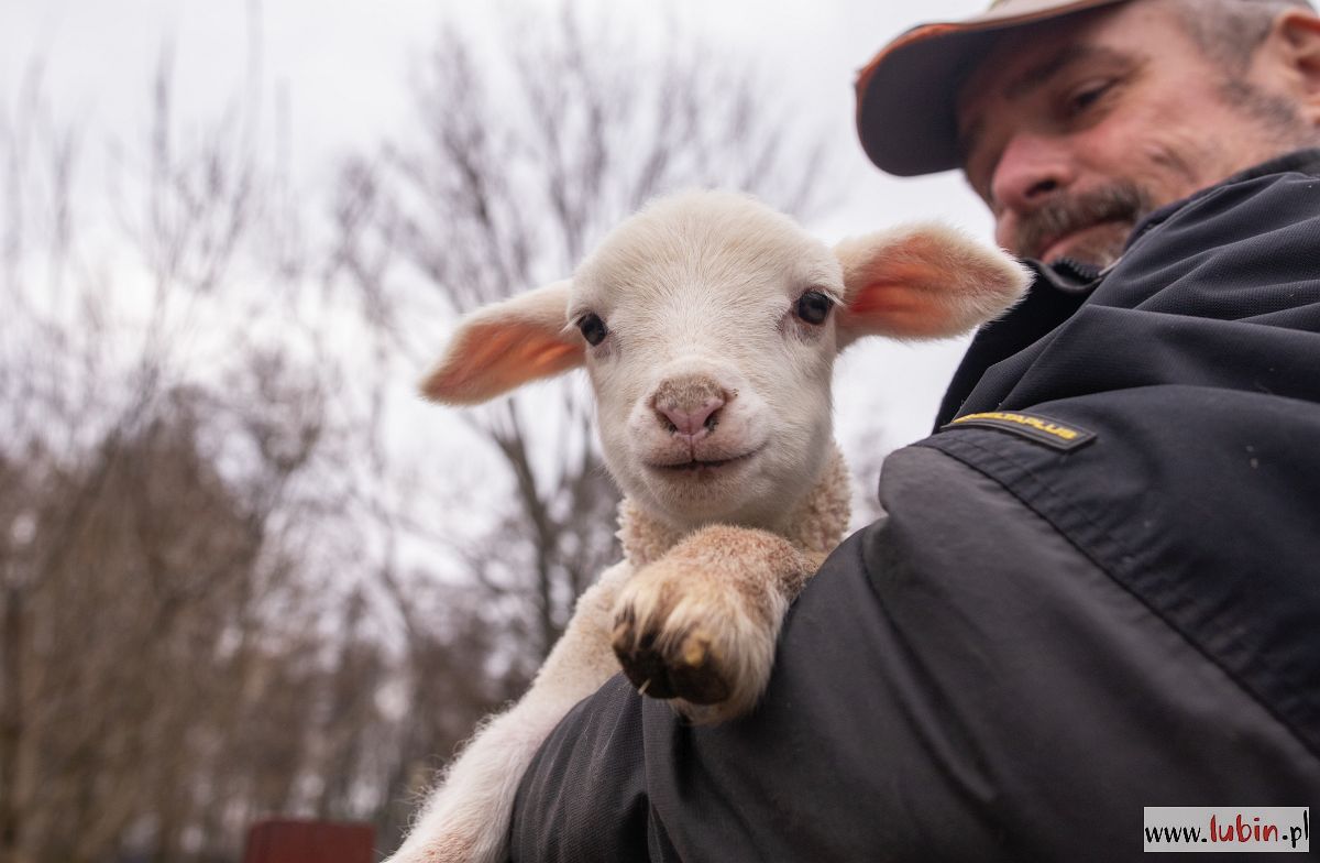 owca olkuska, narodziny, zoo, 2021 (5)