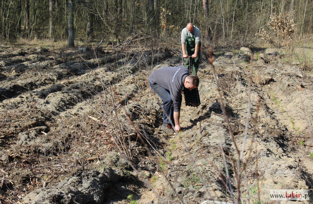 sadzenie_lasu_szkółka_leśna (1)