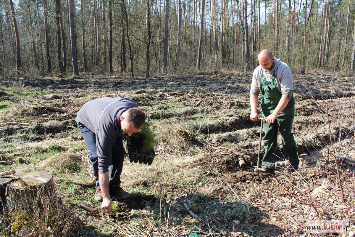 sadzenie_lasu_szkółka_leśna (2)