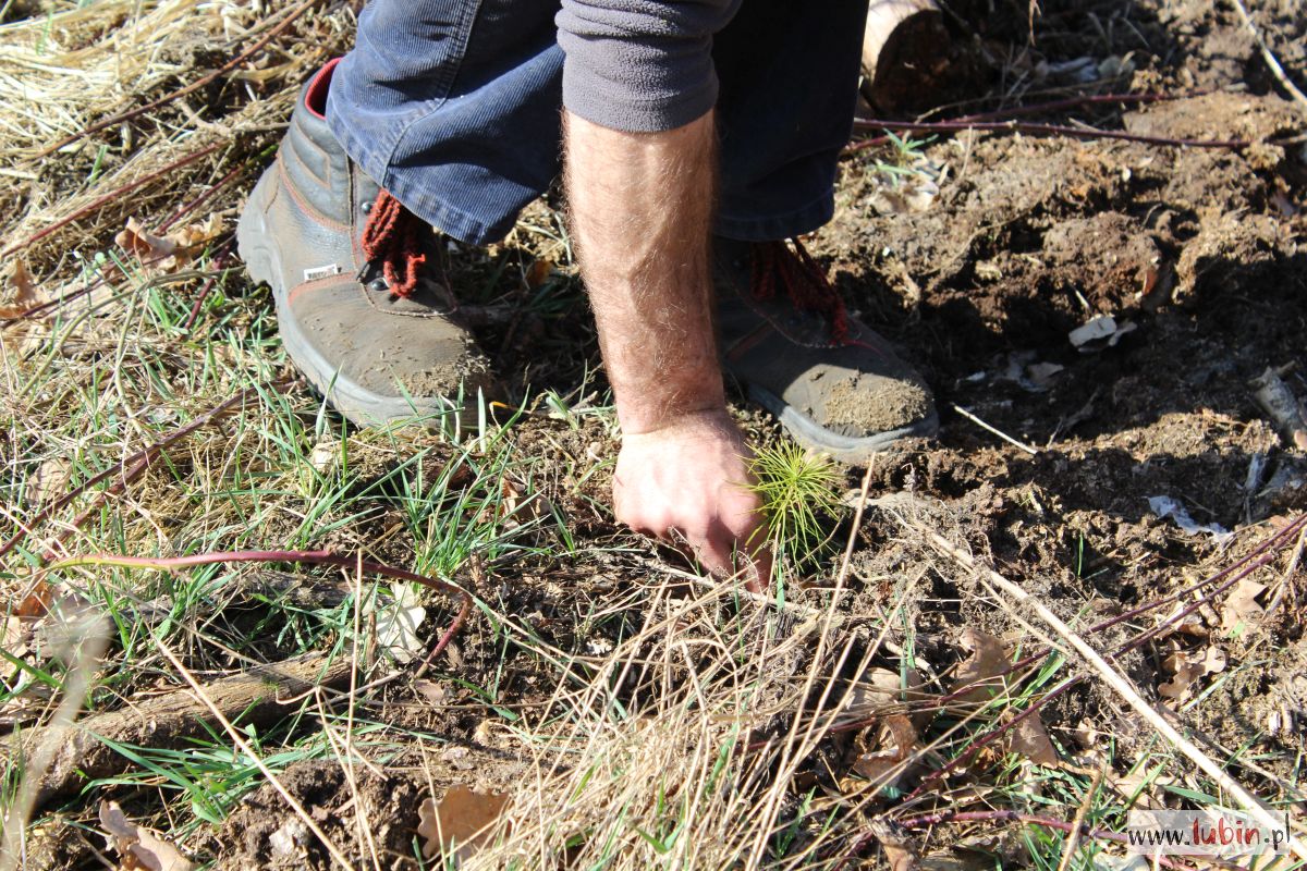 sadzenie_lasu_szkółka_leśna (3)