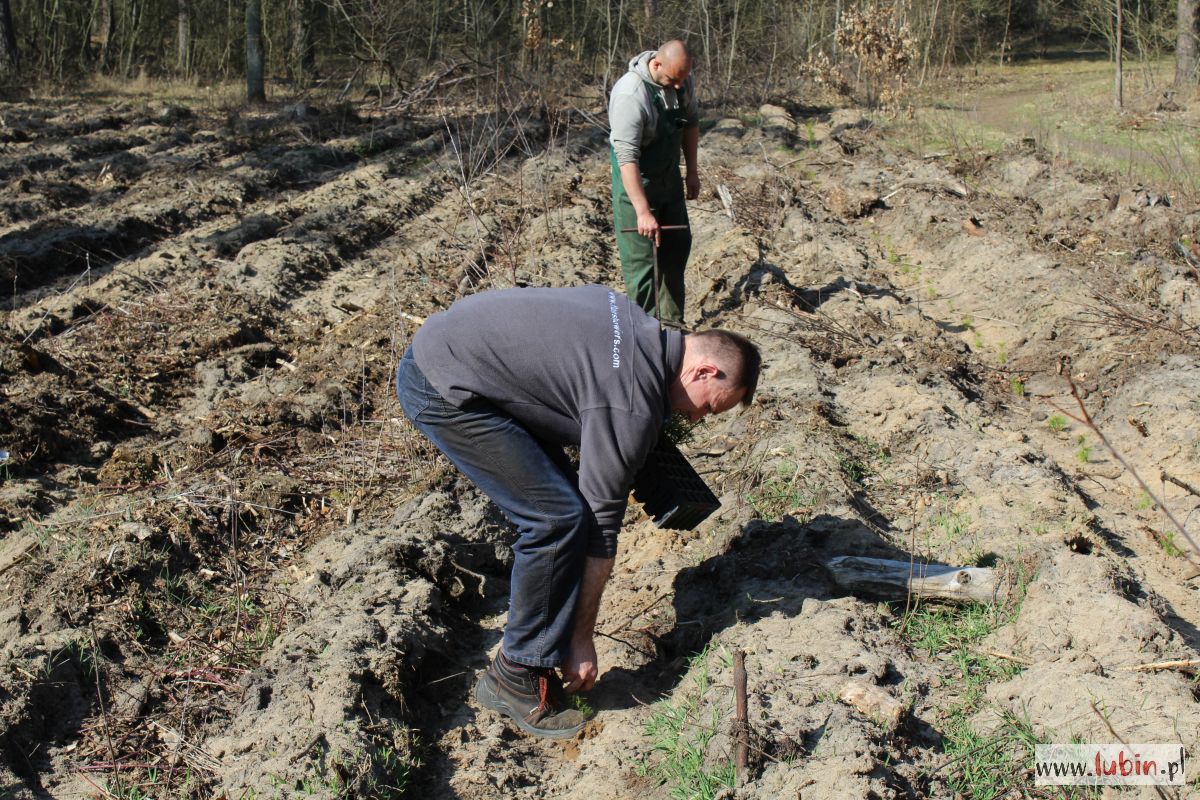 sadzenie_lasu_szkółka_leśna (5)