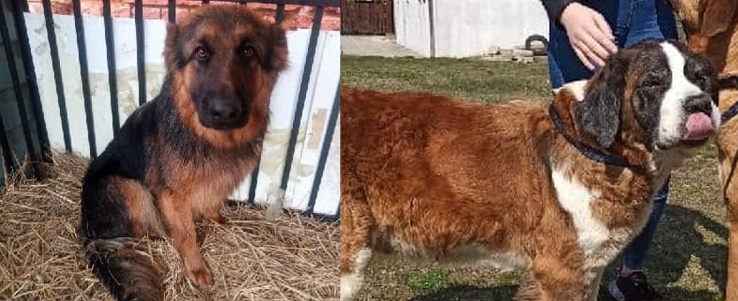 Jedna zaginęła, druga szuka domu