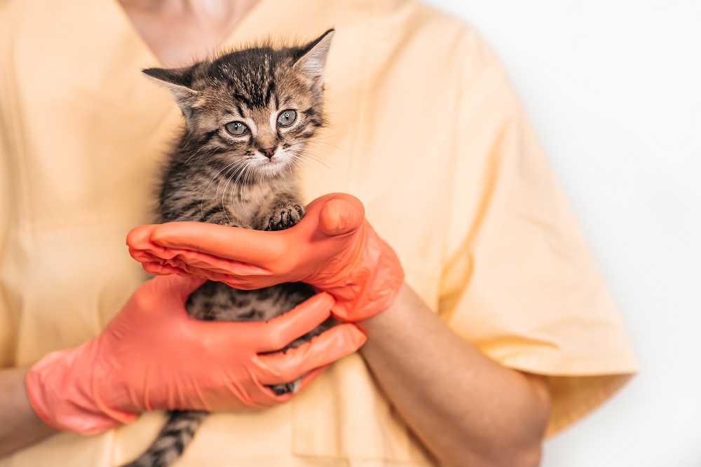 Examination of a mongrel kitten at a veterinarian in a vet clinic. Inspection of a pet, a funny little tabby cat in the arms of a girl.