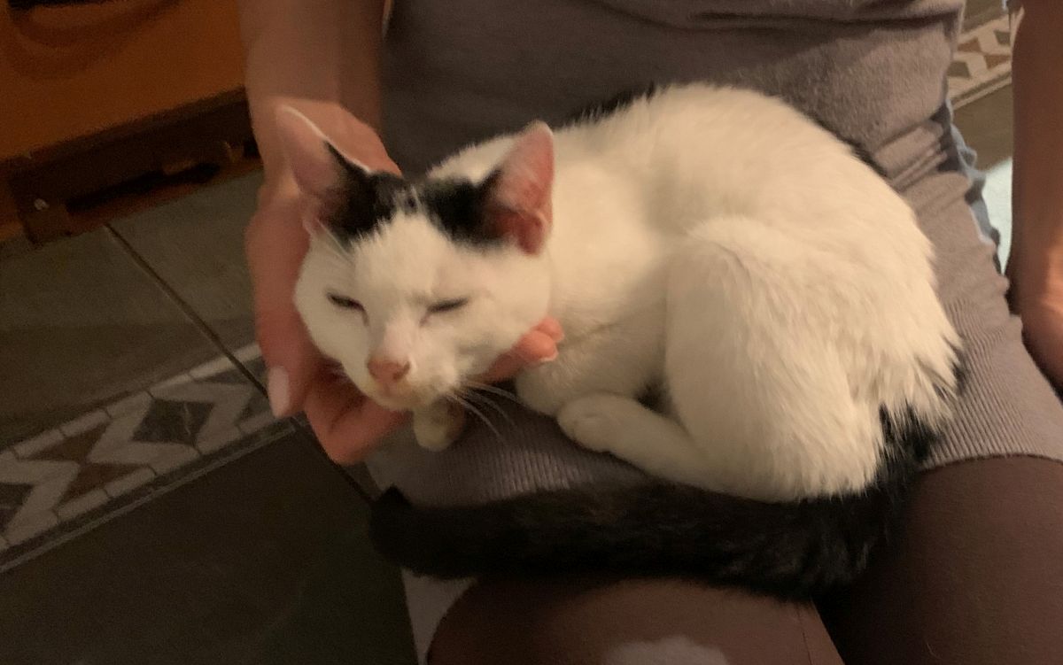 Kotka czeka na właściciela