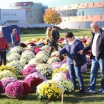 chryzantemy, kwiaty na błoniach, 29.10 (1)