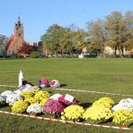 chryzantemy, kwiaty na błoniach, 29.10 (15)