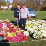 chryzantemy, kwiaty na błoniach, 29.10 (19)