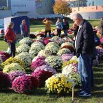 chryzantemy, kwiaty na błoniach, 29.10 (2)