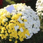 chryzantemy, kwiaty na błoniach, 29.10 (3)