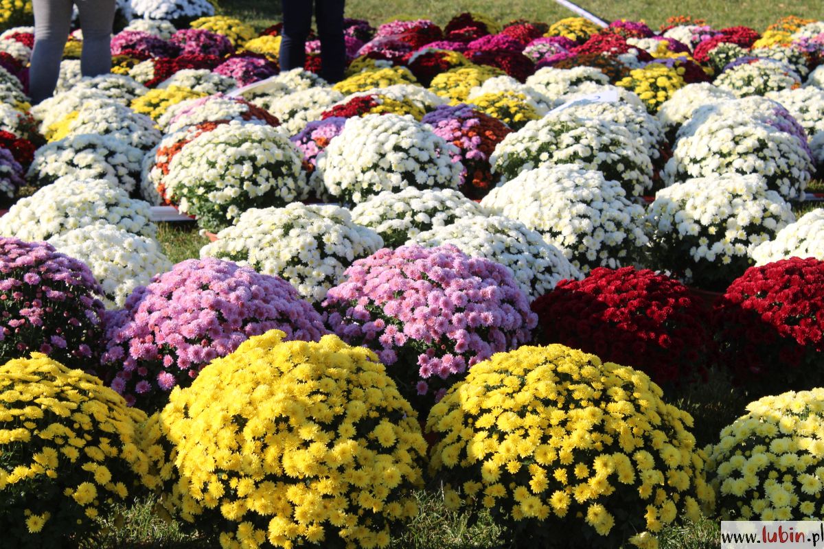 Rusza sprzedaż kwiatów i zniczy na błoniach