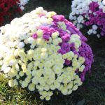 chryzantemy, kwiaty na błoniach, 29.10 (4)